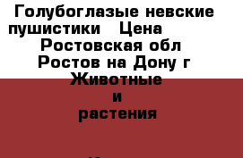 Голубоглазые невские  пушистики › Цена ­ 5 000 - Ростовская обл., Ростов-на-Дону г. Животные и растения » Кошки   . Ростовская обл.,Ростов-на-Дону г.